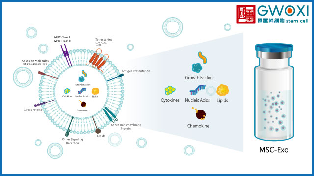 外泌體_0 - 報新聞 Mega News