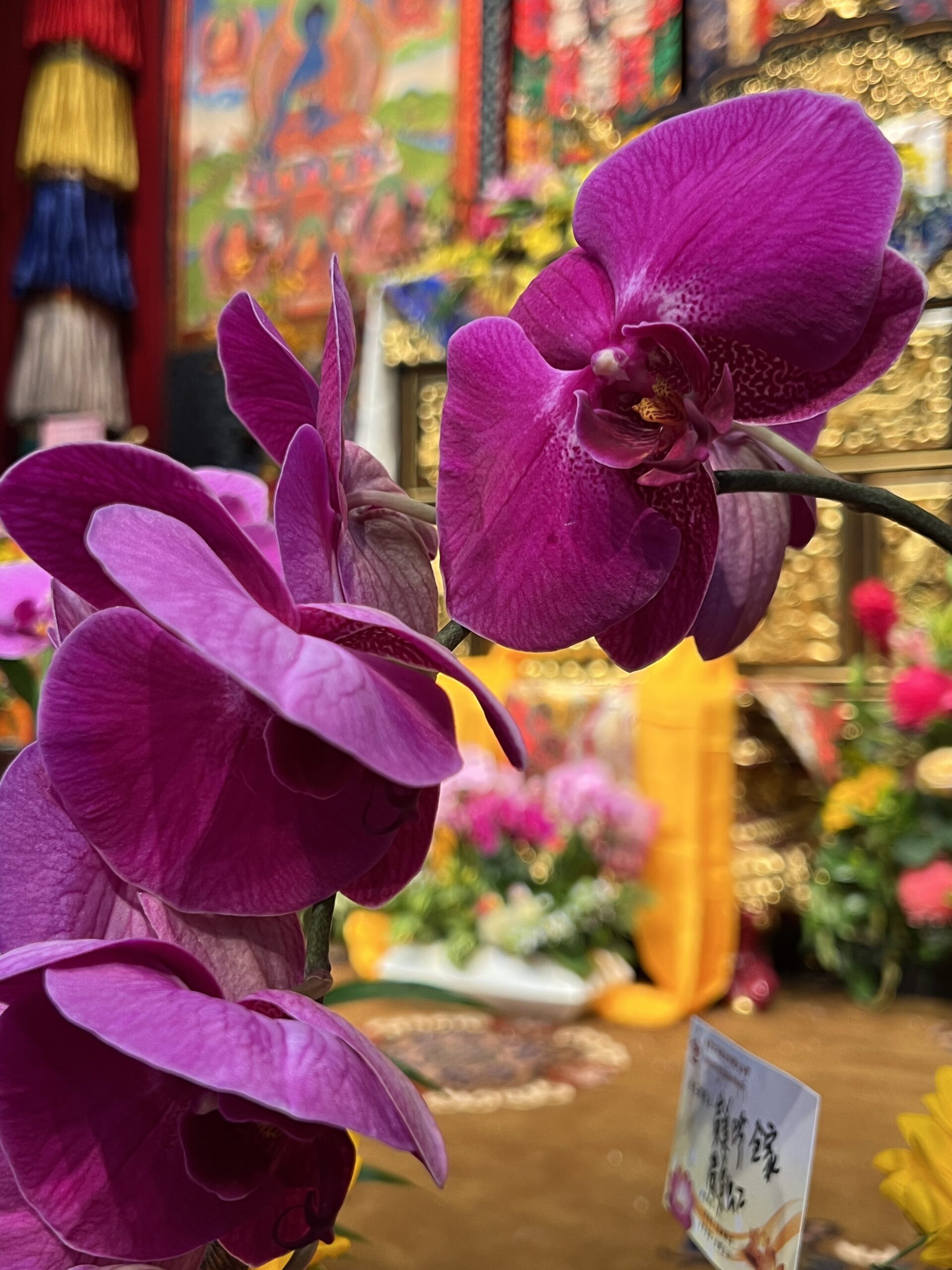 第二屆台灣薩迦世界和平祈願大法會|首日快訊-43任法王雲端開示 第二屆台灣薩迦世界和平祈願大法會|首日快訊-43任法王雲端開示