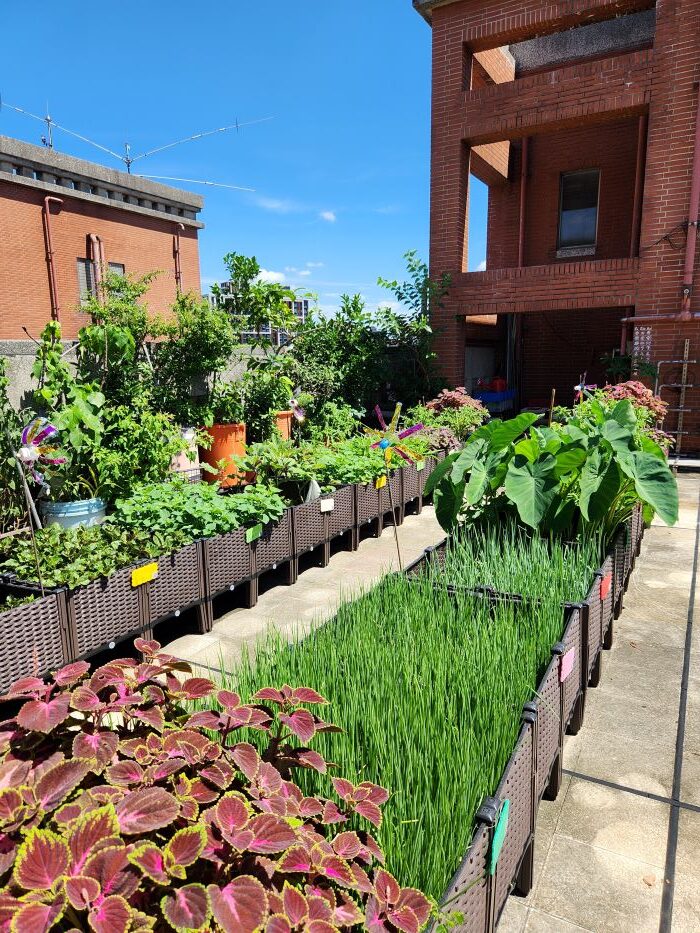 《圖說》社區的陽台或屋頂打造小菜園，不僅能享受種植的樂趣，更能實踐低碳飲食、綠化環境。〈環保局提供〉
