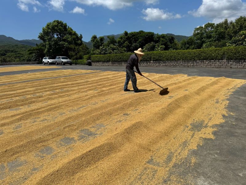 《圖說》在地居民還維持著傳統的曬穀方式,準備家裡接下來一整年的米糧。〈農業局提供〉